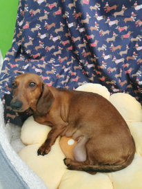 sausage dogs for sale yorkshire